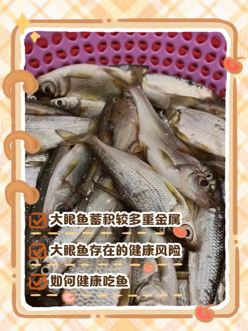 大眼鱼为何要尽量少吃